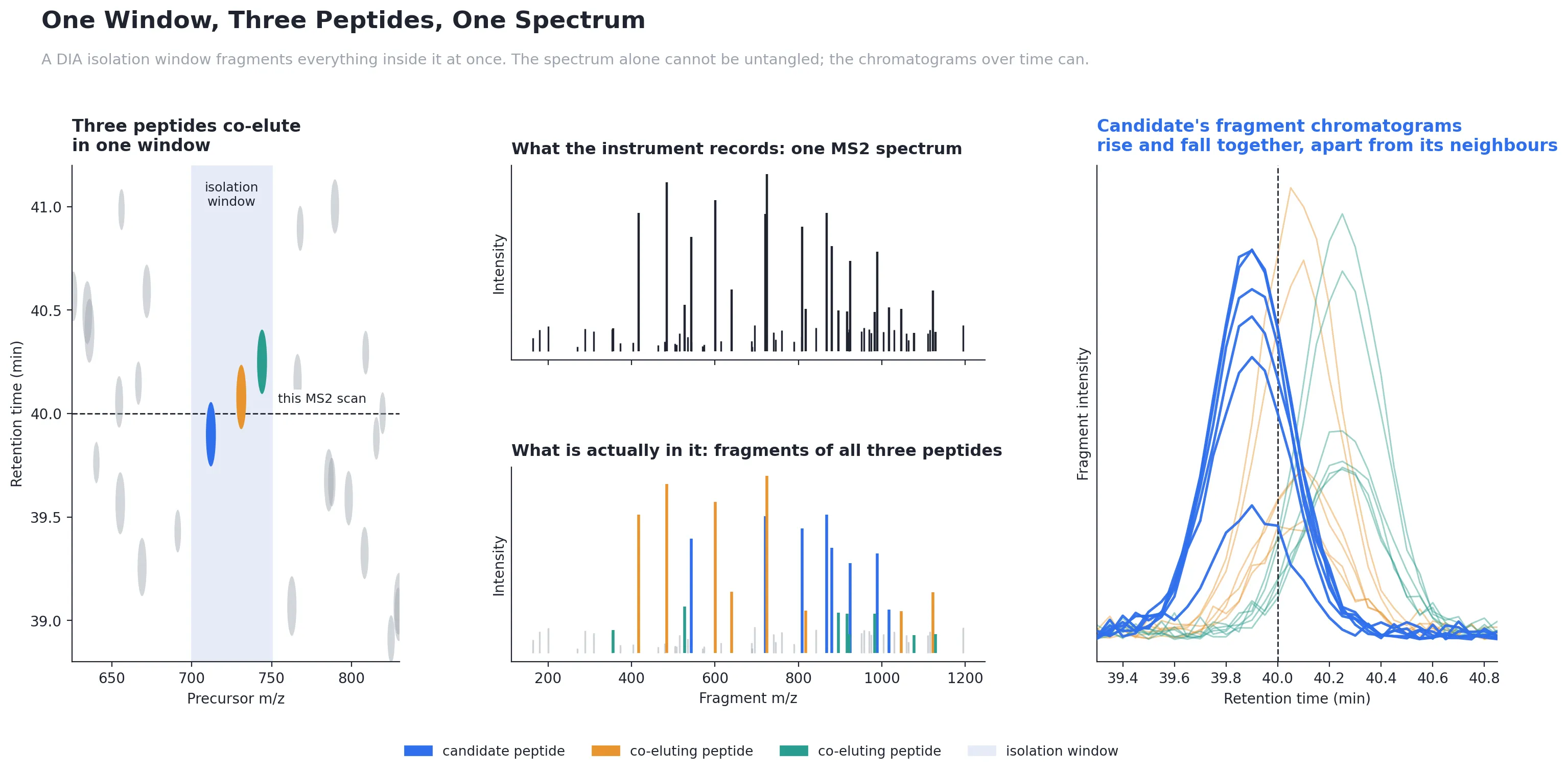 Three peptides co-elute inside one DIA isolation window. The recorded MS2 spectrum is a single mixture of their fragments, but the candidate's fragment chromatograms rise and fall together and peak apart from its neighbours'