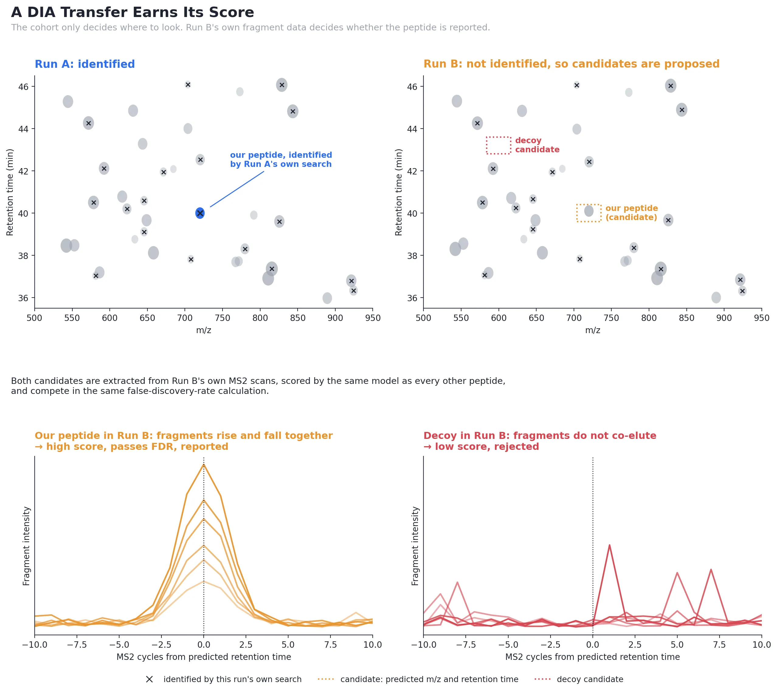 Run A identifies our peptide. In Run B, which did not, a candidate window is proposed for it alongside a decoy. Fragment chromatograms extracted from Run B show our peptide's fragments co-eluting, so it scores high and is reported, while the decoy's do not and it is rejected
