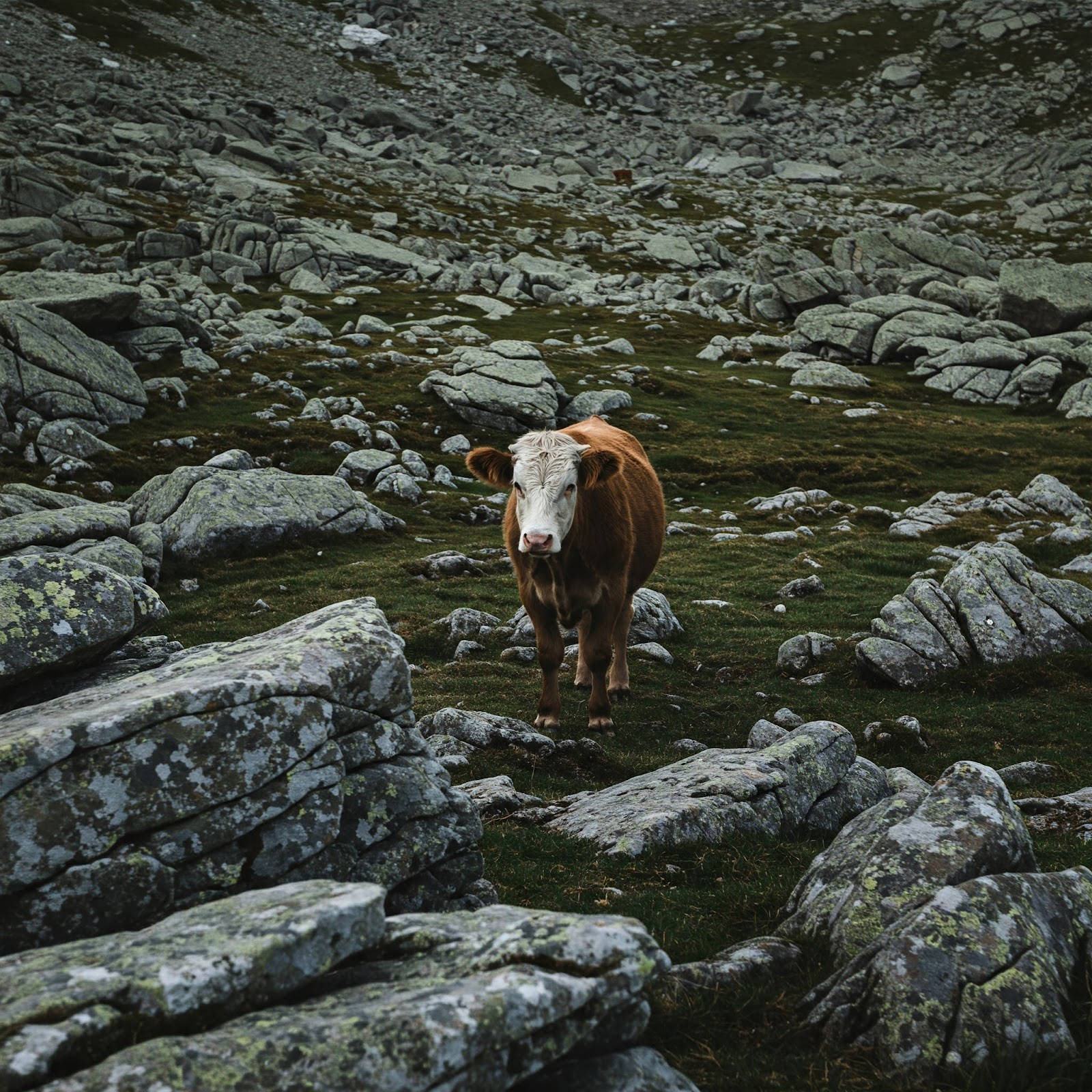 Cow example 2